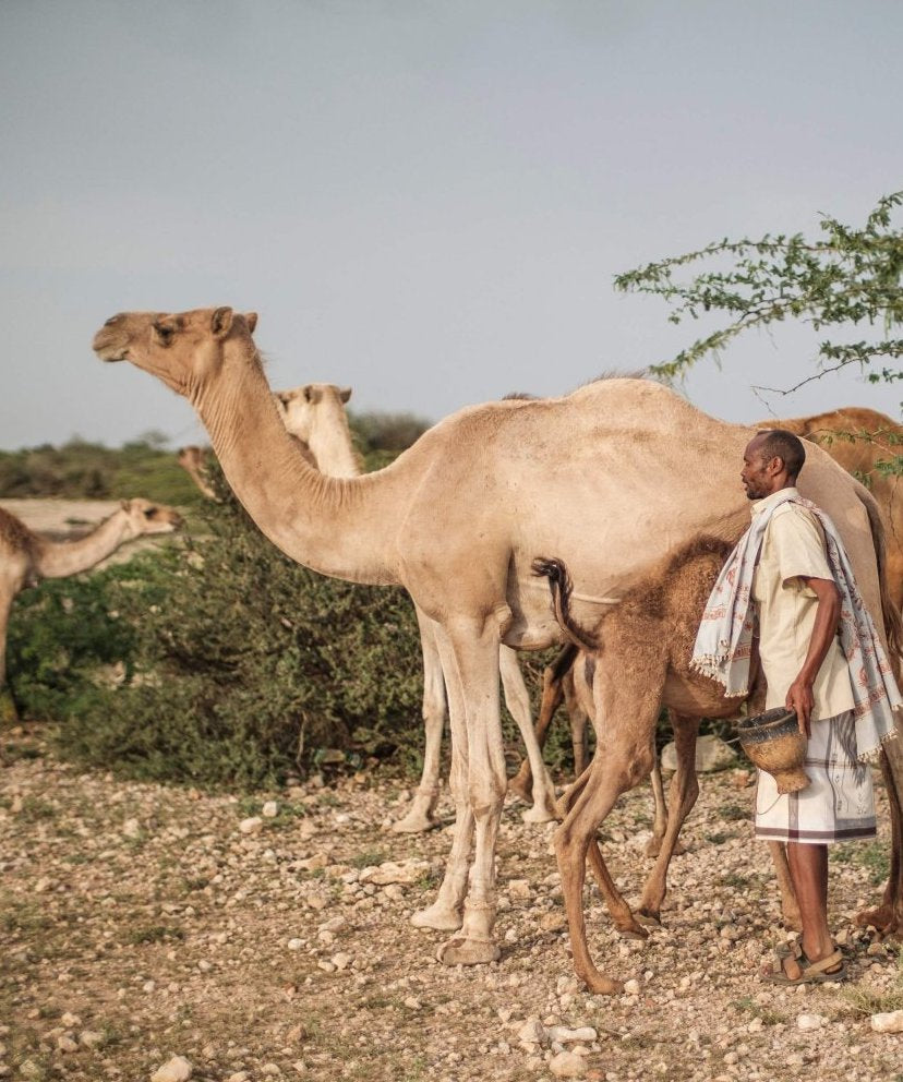 Somali camel herder with his herd in the countryside